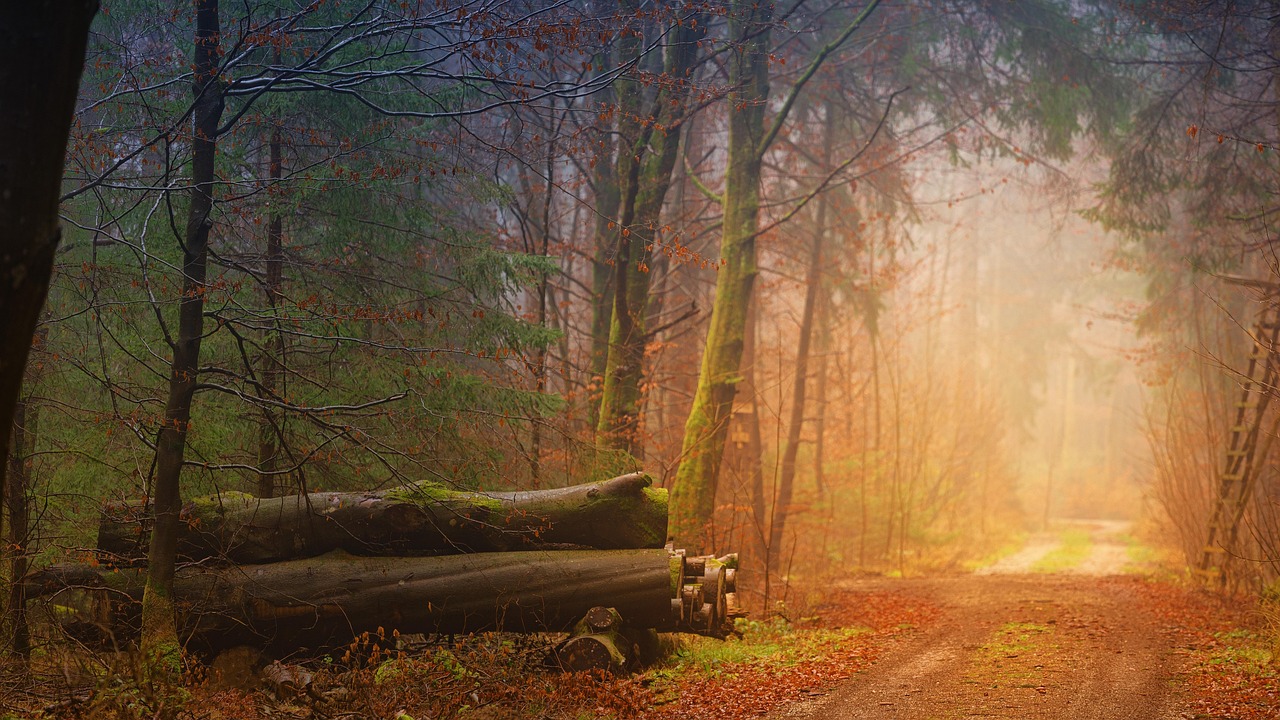Un sentiero si inoltra in un bosco autunnale, immerso nella nebbia. Predominano una luce arancione e il verde spento del muschio sugli alberi.